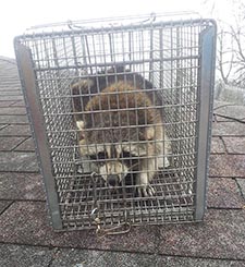 raccoon trapping Manitowoc