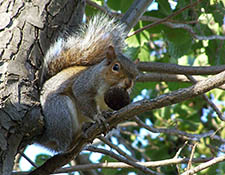 squirrels in attic Manitowoc